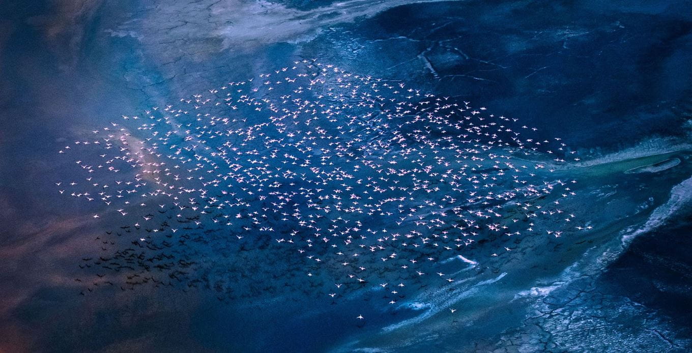 Aerial photo taken from a helicopter flying low over Lake Magadi on the southern border of Kenya with flock of Lesser Flamingos in flight against vibrant colors from the minerals in the water.