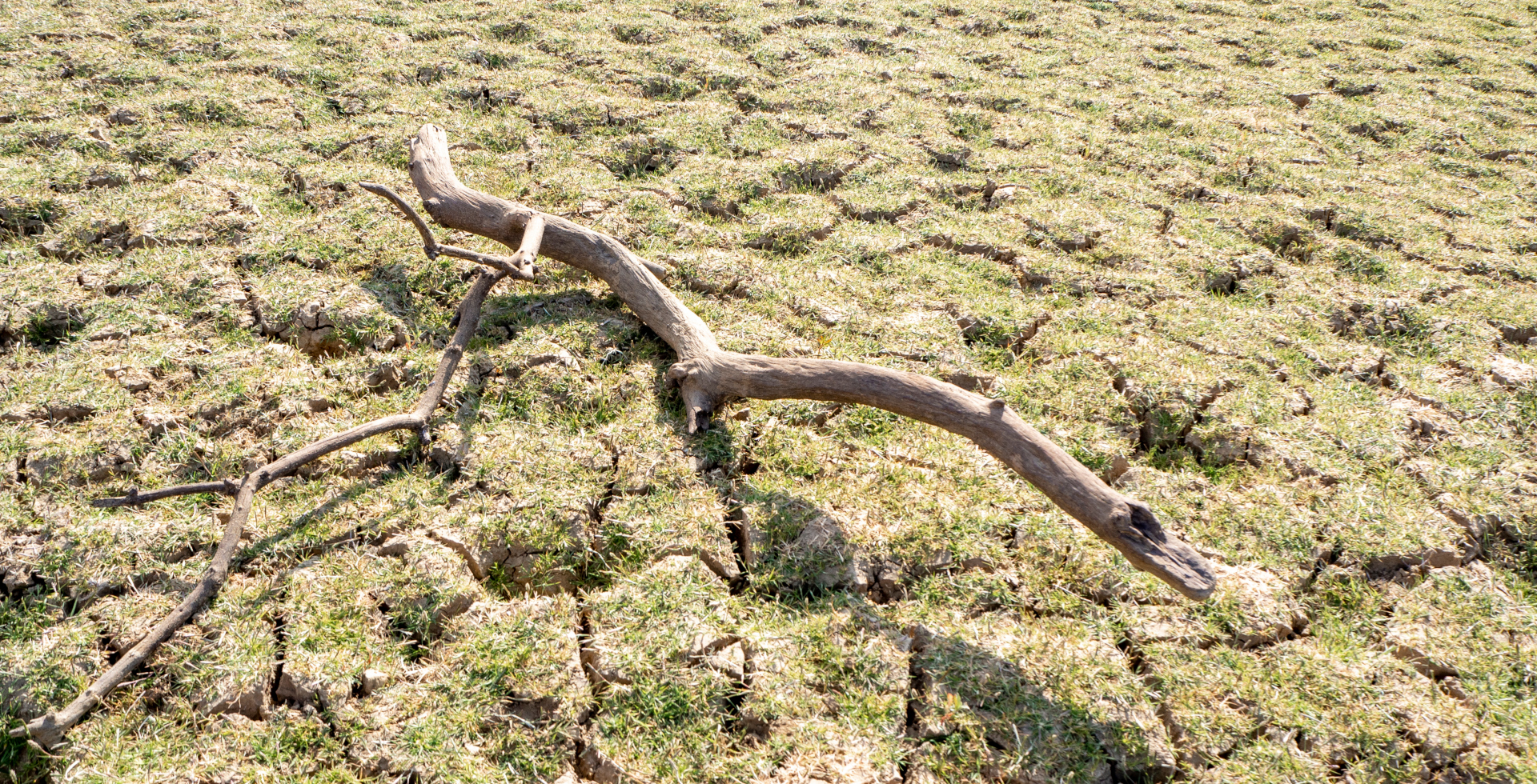 Withered branch on dried-up soil - Groundwater issues: hiding in plain sight