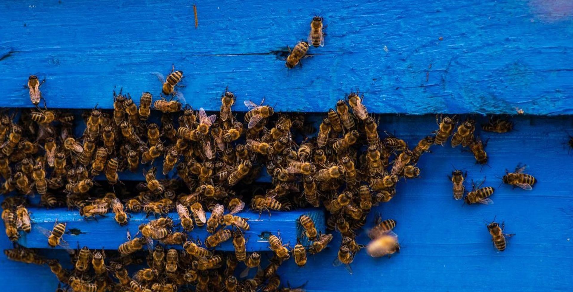 Image of bees swarming around a hive