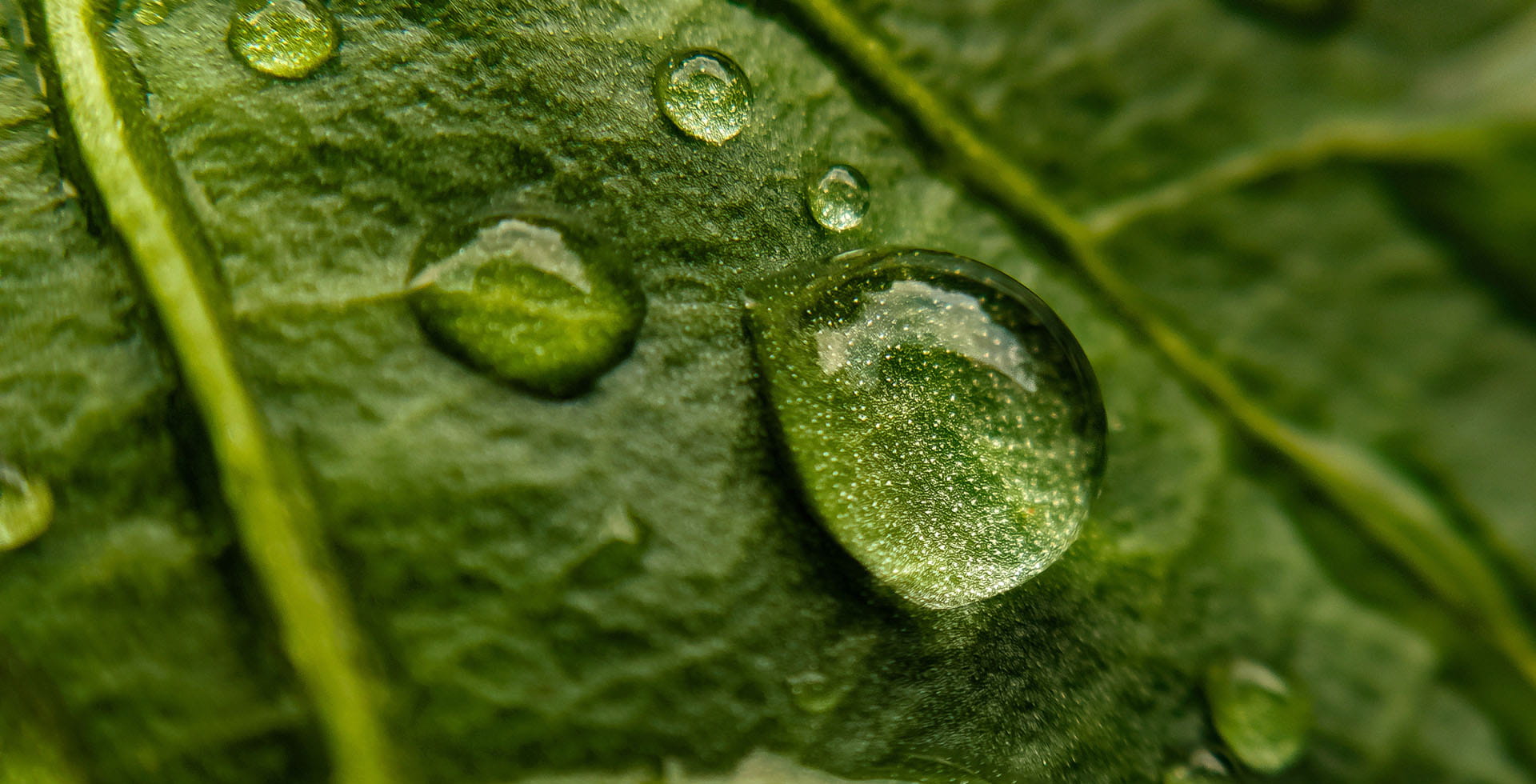 Dew drop on a green leaf.